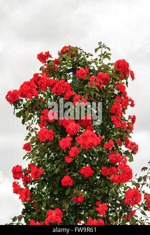 Rosso scuro rosebush arrampicata Foto Stock