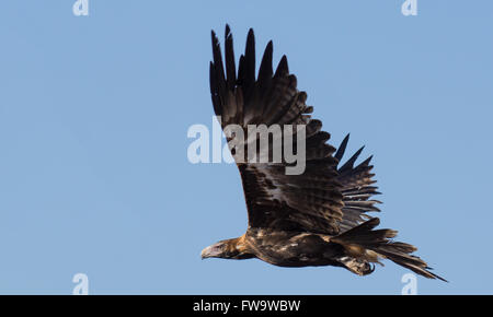 Australian cuneo aquila codato in volo nell'outback Australia Foto Stock