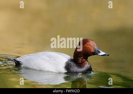 Ritratto orizzontale di comune Pochard, Aythya ferina, maschio adulto nuoto sull'acqua. Foto Stock