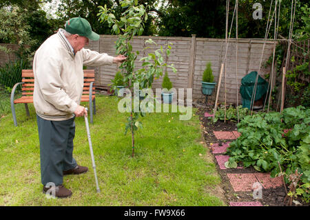 Uomo anziano guardando un nuovo albero piantato nel suo giardino Foto Stock