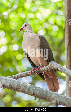 Il piccione rosa (Nesoenas mayeri) sull'isolotto di Ile aux egrette in Mauritius. Foto Stock