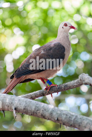 Il piccione rosa (Nesoenas mayeri) sull'isolotto di Ile aux egrette in Mauritius. Foto Stock