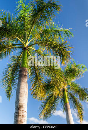 Palm tree in Mauritius. Foto Stock