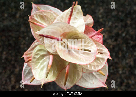 Anthurium decorazioni floreali in Four Seasons Hotel in Mauritius. Foto Stock