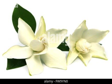 Gardenia o fiore Gondhoraj dell Asia del Sud Foto Stock