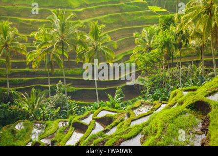 Bellissime terrazze di riso nella mattina luce nei pressi Tegallalang village, Ubud, Bali, Indonesia. Foto Stock