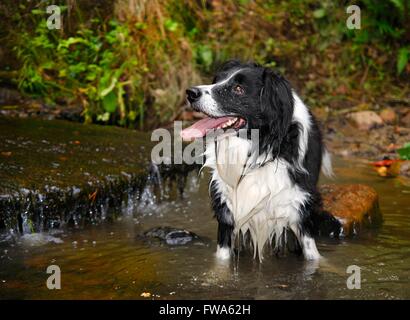 Border Collie cane trasversale in piedi in un fiume Foto Stock