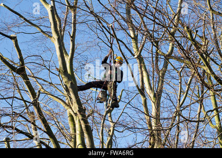 Uomo in un bosco di faggi utilizzando una motosega Foto Stock