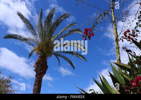 A volte a guardare un po' alto, è molto buona idea. La i Phonix Palm tree, l'Agave americana e il Bougainvillea insieme sono belle Foto Stock