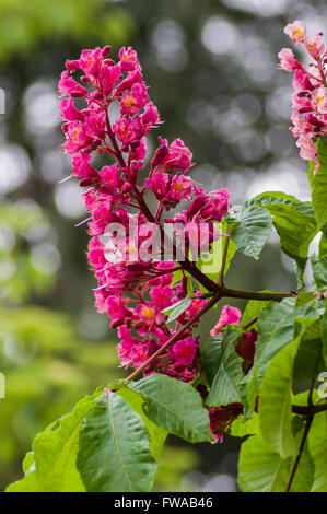 Rosa fioritura di Ippocastano, Aesculus hippocastanum tree Foto Stock