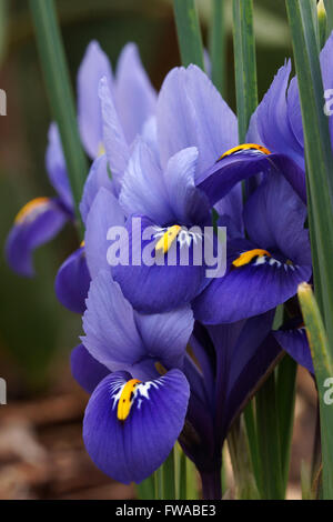 Rasa nana iris, fiori di primavera Foto Stock