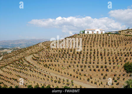 Country farm è circondato da piantagioni di alberi di mango nella regione di Axarquia, Velez Malaga, Costa del Sol, provincia di Malaga, Spagna. Foto Stock