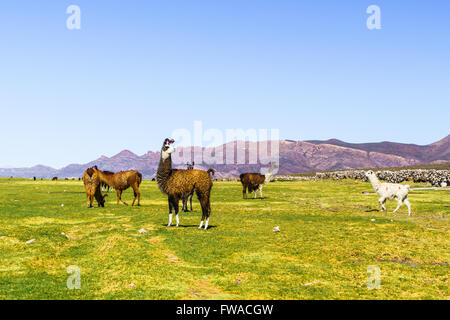 Gregge di Llama pascolo a Coqueza Village di Uyuni, Bolivia Foto Stock