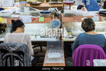 I dipendenti rende i gioielli in fabbrica del mondo di Michal Negrin centro in Bat Yam city, Israele Foto Stock