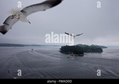 I gabbiani in volo, alta sopra il Mar Baltico, presi a bordo di un traghetto da Tallinn a Stoccolma Foto Stock