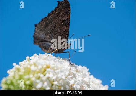 Red Admiral butterfly bere da una farfalla bianca-bush contro un cielo blu chiaro Foto Stock