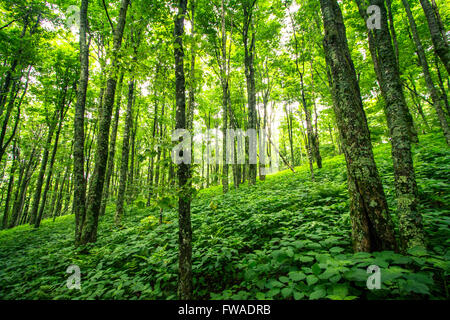 Lussureggiante foresta verde lungo l'Appalachian Trail Foto Stock