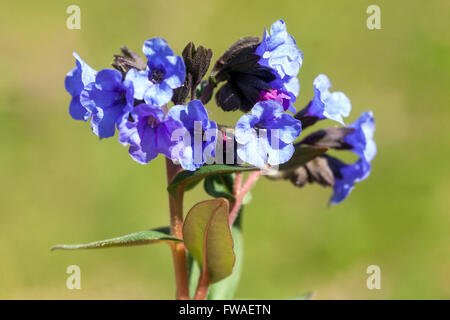Blu, Lungwort Pulmonaria mollis Foto Stock