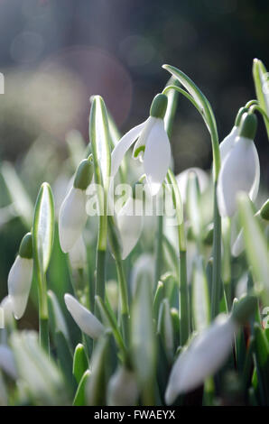 Snowdrops nella luce del sole di primavera Foto Stock