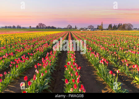 Campo di tulipani in fiore a Sunrise durante il festival di primavera in Woodburn Oregon Foto Stock