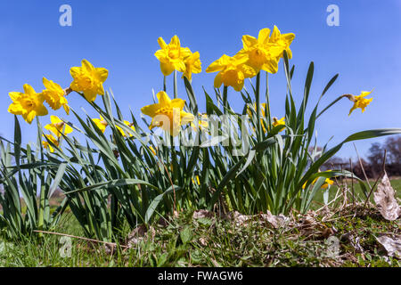 Primi primavera fioritura giallo narcisi in giardino prato, fiori gialli gruppo daffodil cielo blu Foto Stock