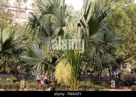 Livistona chinensis, Cinese ventola, Palm tree palm con ventola variamente sagomato split lascia, terminale corona, crema di fiori colorati Foto Stock