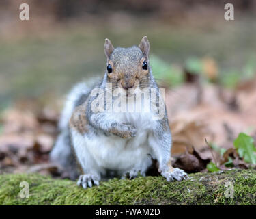 Scoiattolo grigio (Sciurus carolinensis) di fronte alla fotocamera. Uno scoiattolo guardando avanti con zampa sollevata sul pavimento del bosco Foto Stock