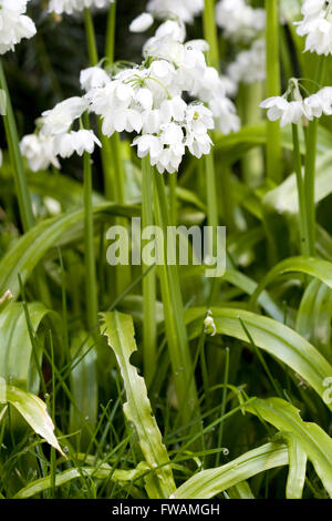 Allium neapolitanum, fioritura in boschi Foto Stock