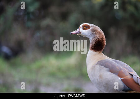 Oca egiziana Alopochen aegyptiacus, testa e spalle, Snettisham, Norfolk, Regno Unito nel mese di febbraio. Foto Stock