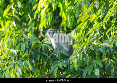 Scimmia Vervet Chlorocebus pygerythrus, adulto, in appoggio nella struttura ad albero, Holetown, Barbados in maggio. Foto Stock