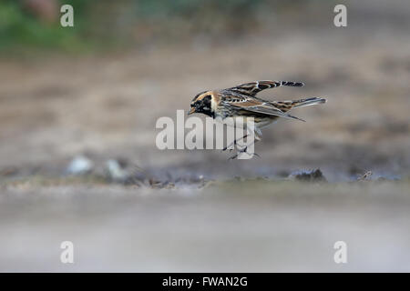 Lapland Bunting (Calcarius lapponicus) Foto Stock