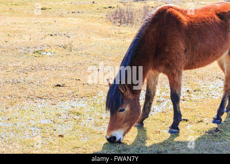 Cavalli selvaggi nel New Forest National Park, Regno Unito Foto Stock