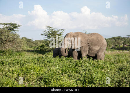 Elefante africano (Loxodonta africana). Femmina adulta la navigazione, con vitello appena visibile dietro. Foto Stock