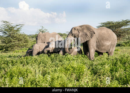 Elefante africano (Loxodonta africana). Gruppo familiare di esplorazione e di pascolo. Foto Stock