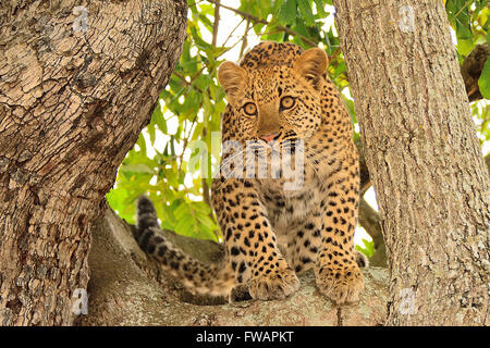 Il giovane cucciolo di leopardo, Panthera Pardus, si prepara a saltare mentre si siede tra i rami di un grande albero nel Parco Nazionale di Kruger, in Sudafrica. Foto Stock