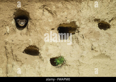 Sabbia comune martin Riparia Riparia, adulto, il peering da nidificazione scavano, Tiszaalpár, Ungheria in giugno. Foto Stock