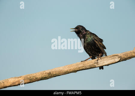 Comune di starling Sturnus vulgaris, adulto, appollaiato sul ramo contro il cielo blu, Kiskunfélegyháza, Ungheria in giugno. Foto Stock