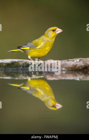 Unione verdone Chloris chloris, maschio adulto, arroccato a woodland piscina, Tiszaalpár, Ungheria in giugno. Foto Stock