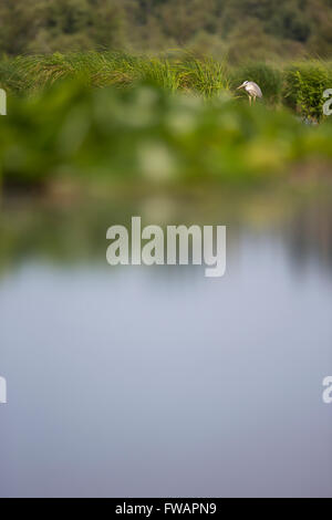 Airone cenerino Ardea cinerea, adulto, in marsh, Tiszaalpár, Ungheria in giugno. Foto Stock