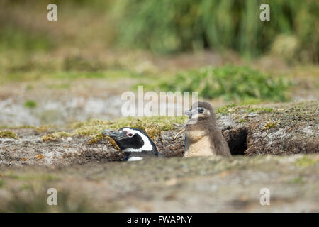 Magellanic penguin Spheniscus magellanicus, adulti e pulcino, dalla nidificazione scavano, Sea Lion Island, Isole Falkland in dicembre. Foto Stock