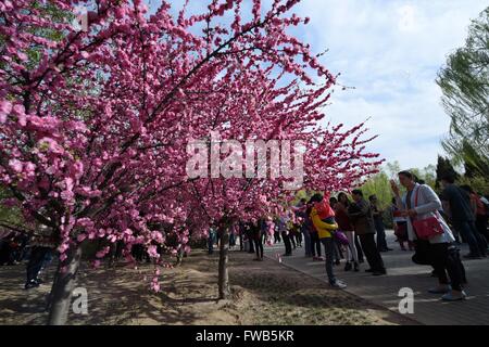 Pechino, Cina. 3 apr, 2016. I visitatori godere il paesaggio a parco Chaoyang a Pechino Capitale della Cina, 3 aprile 2016. Un buon numero di persone è andato per una gita di primavera il secondo giorno dei tre giorni di Festival di Qingming, o la tomba di spazzamento di giorno. © Ju Huanzong/Xinhua/Alamy Live News Foto Stock