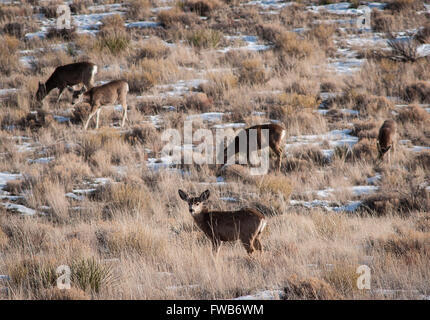 Alamosa, colo, STATI UNITI D'AMERICA. 26 Mar, 2016. Marzo 26, 2016. Un gruppo di giovani Mule Deer pascolare sui prati aperti in grandi dune di sabbia del Parco Nazionale vicino Alamos, Colorado. © Ralph Lauer/ZUMA filo/Alamy Live News Foto Stock