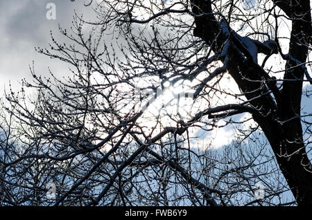 Chappaqua , New York, Stati Uniti d'America. 3 Aprile, 2016. USA meteo. Un aprile snowstorm coperte la New York sobborghi con più neve previsto più tardi questa settimana. Credito: Marianne A. Campolongo/Alamy Live News Foto Stock