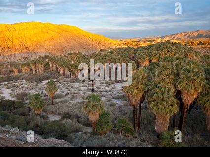 Tramonto su mille oasi di palme nella valle di Coachella preservare, un santuario da 20.000 acri di dune di sabbia circondate dal San Bernardino montagne e Indio sulle colline vicino a Palm Desert, California. Foto Stock