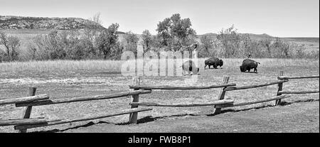 Bufalo americano sull'Oklahoma praterie in bianco e nero.. Foto Stock