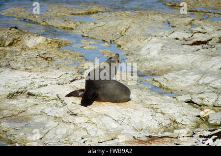 Nuova Zelanda pelliccia sigillo a Kaikoura Peninsula colonia di foche Foto Stock