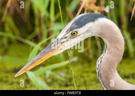 Un Airone blu (Ardea erodiade) in piedi di fronte ad una parete di erba verde. Ridgefield National Wildlife Refuge, Washington. Foto Stock