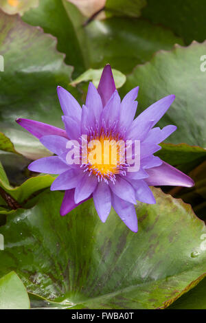 Blue Lotus (Nymphaea caerulea), Danang, Vietnam Foto Stock