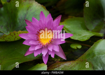 Blue Lotus (Nymphaea caerulea), Blossom Pink, Danang, Vietnam Foto Stock