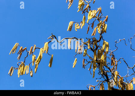 Hazel Corylus avellana 'Contorta', Hazel cavatappi su rami ritorti Foto Stock